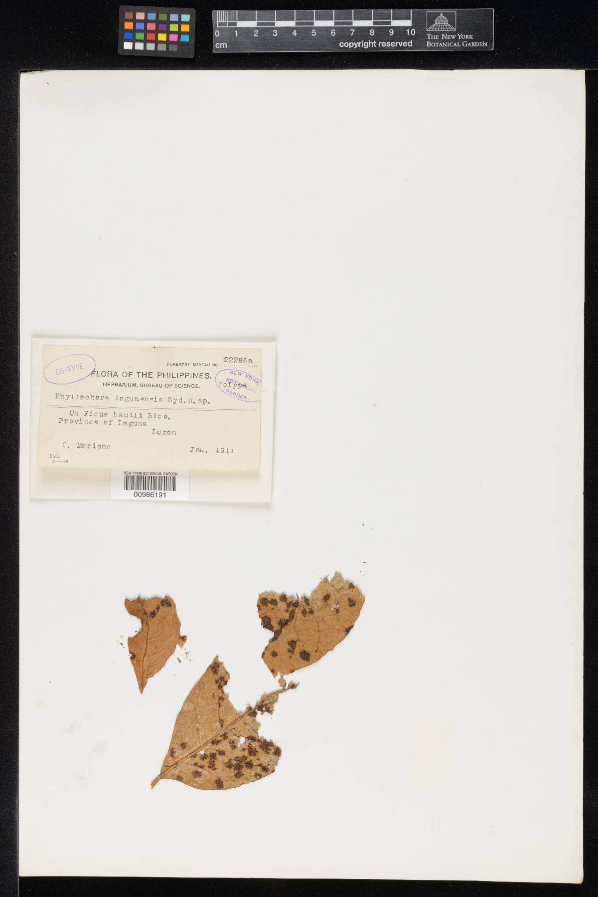 Phyllachora lagunensis image