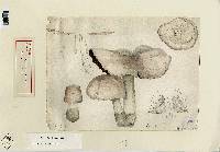 Agaricus praemagnus image