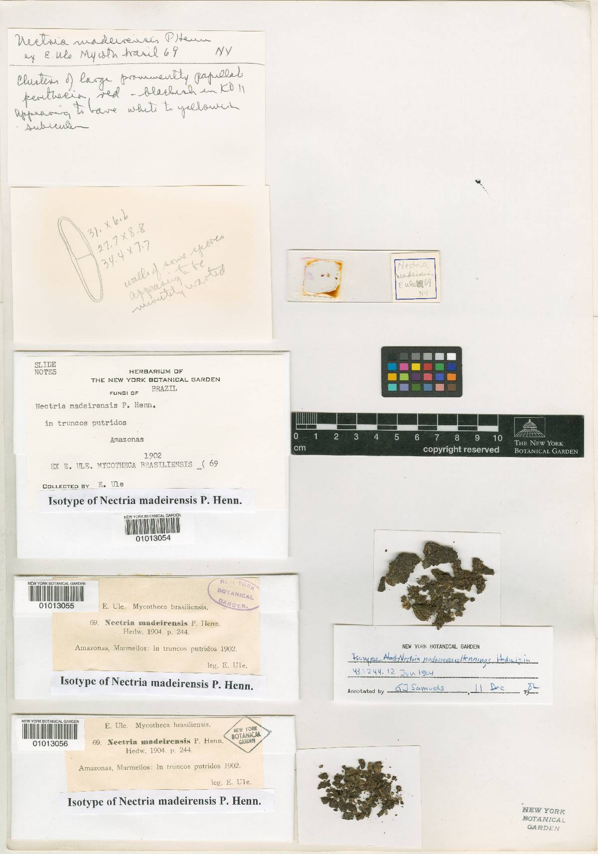 Nectria madeirensis image