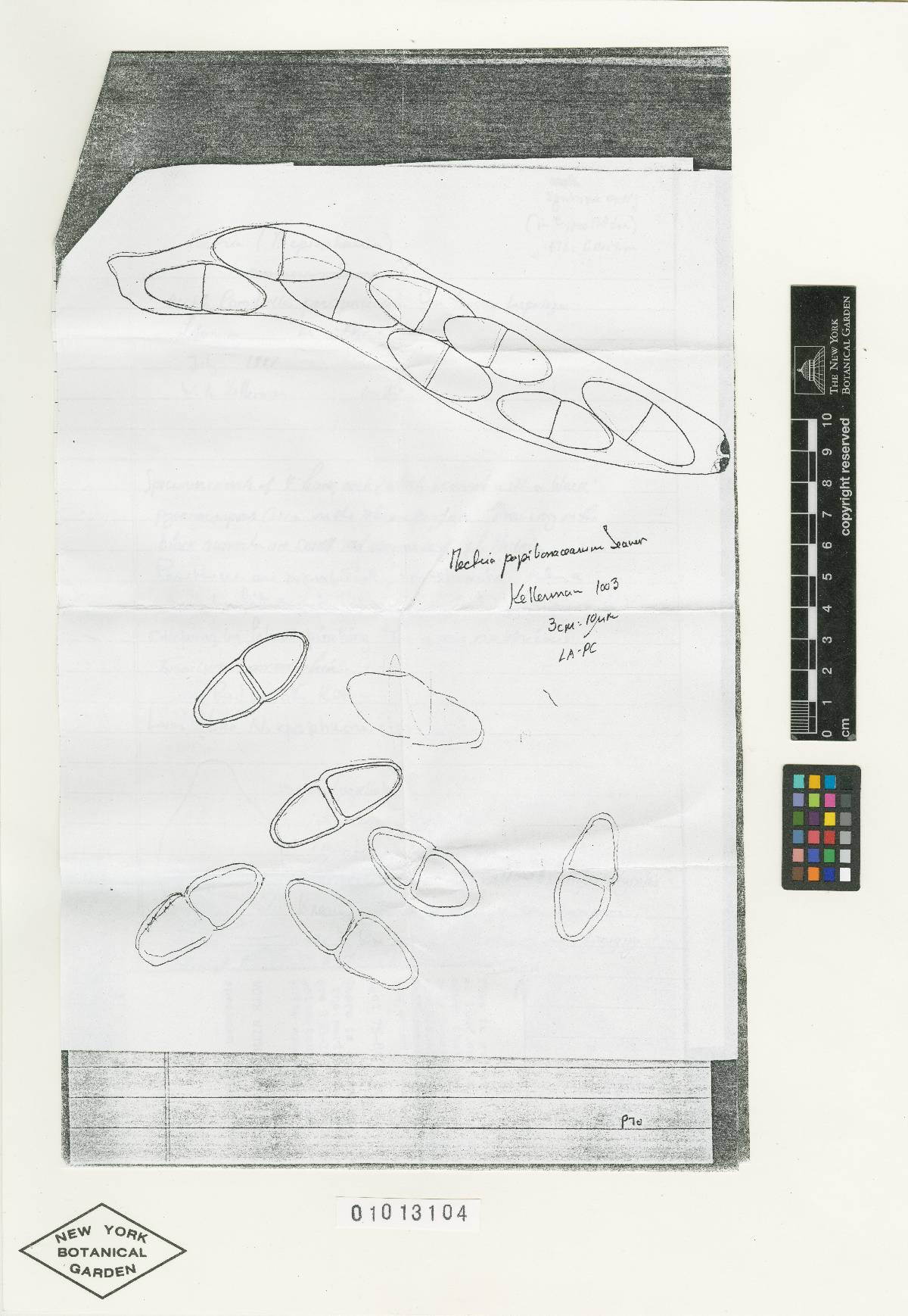 Macroconia papilionacearum image