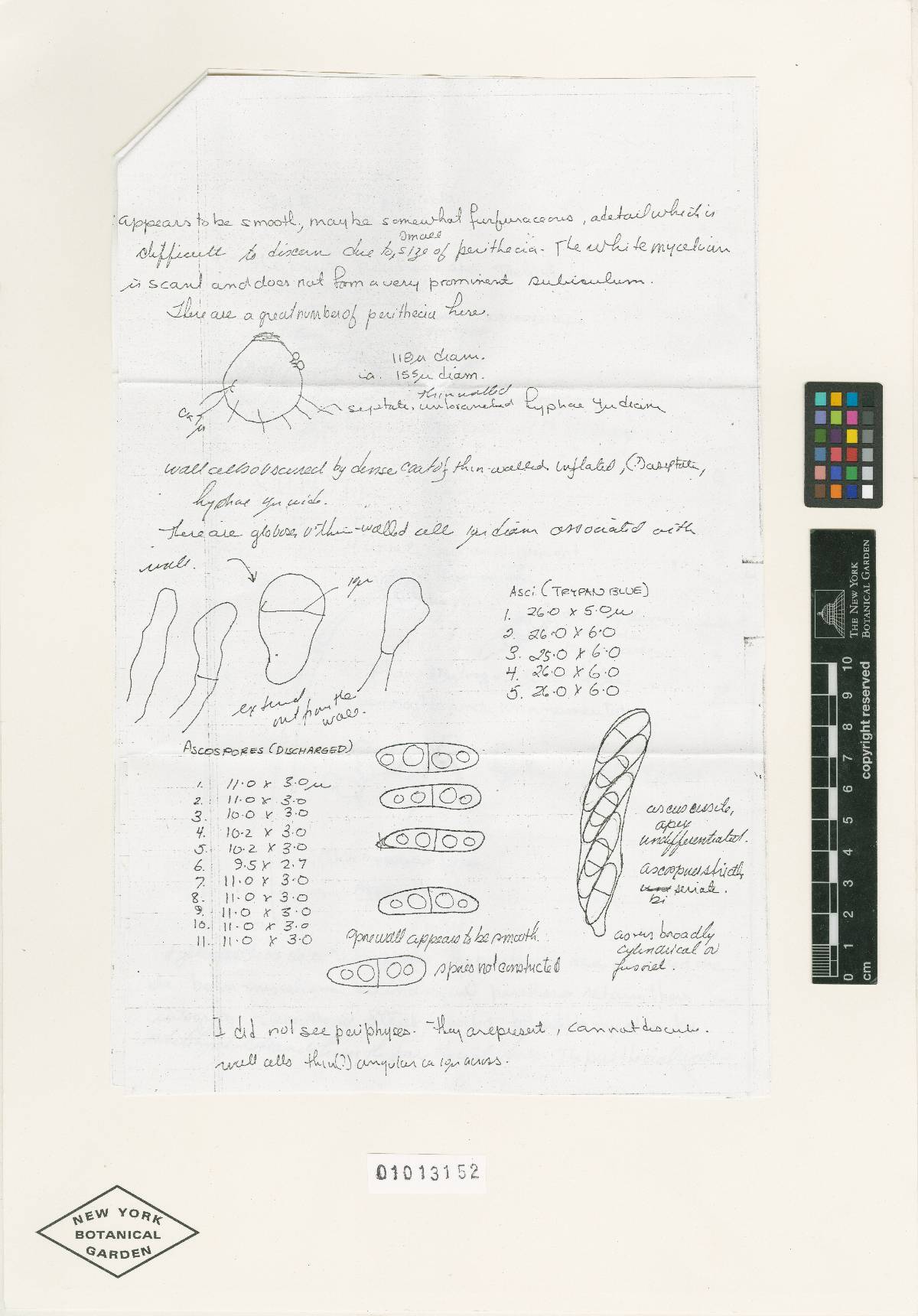 Nectria pipericola image