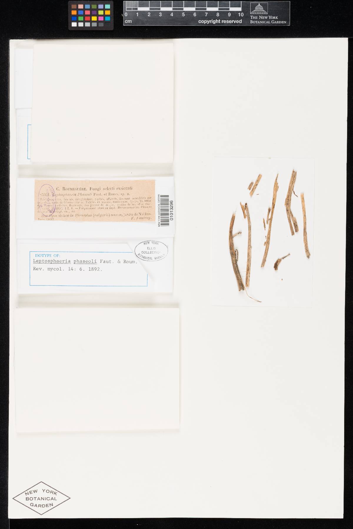 Leptosphaeria phaseoli image
