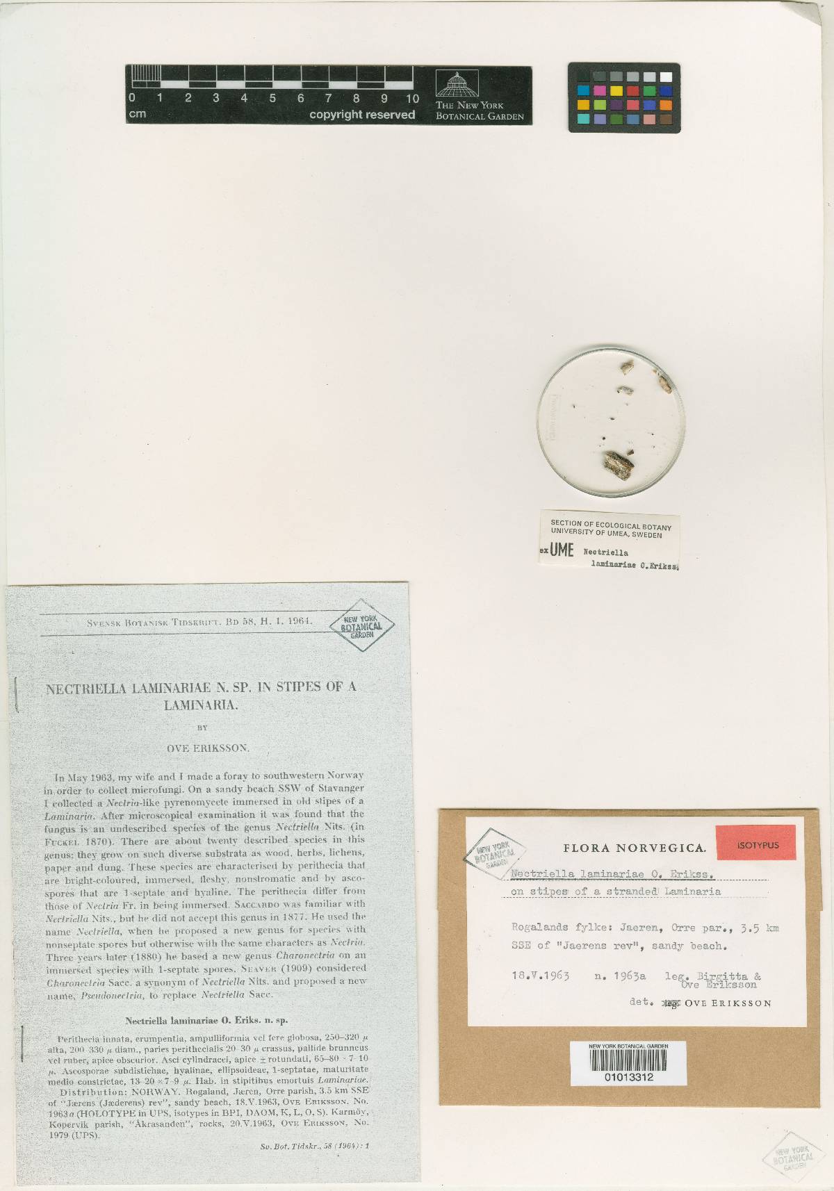 Nectriella laminariae image