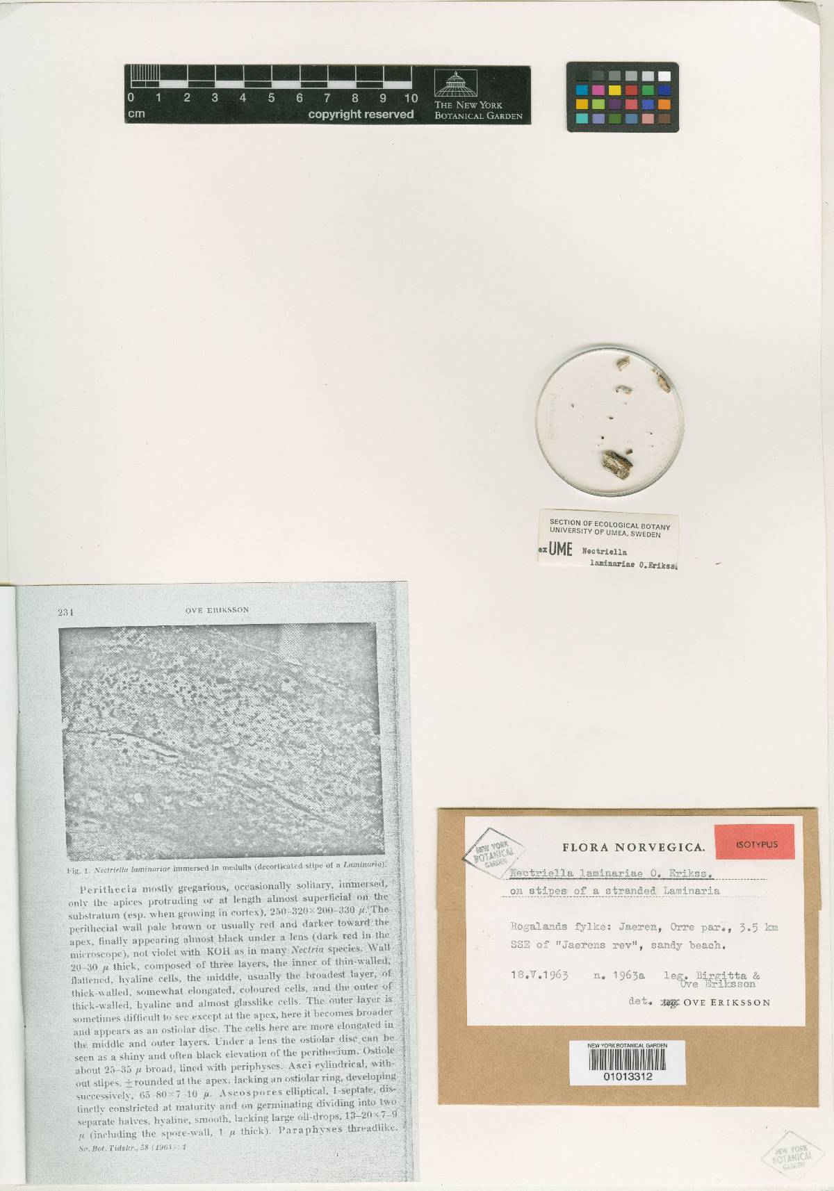 Nectriella laminariae image
