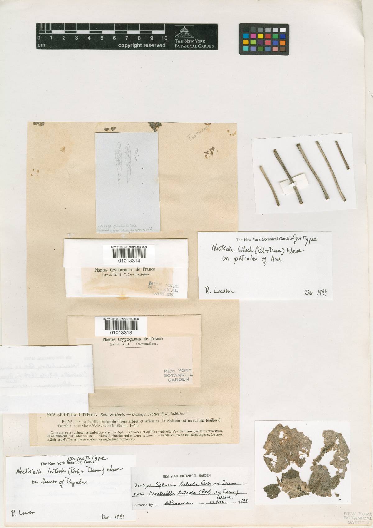 Nectriella luteola image