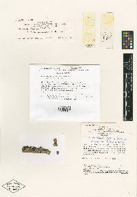 Nectriopsis epimycota image