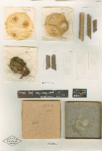 Nectriopsis microthecia image