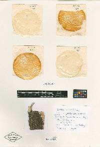 Nectriopsis sororicola image