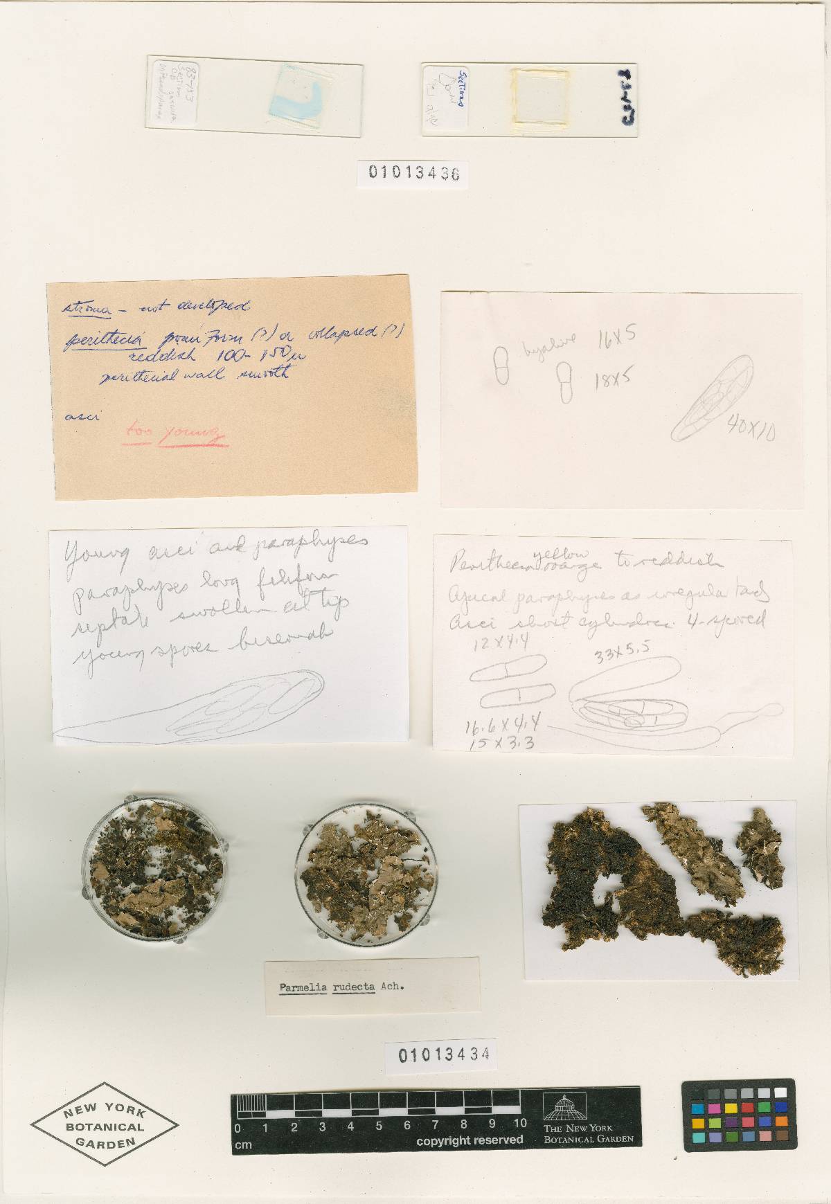 Pronectria oligospora image