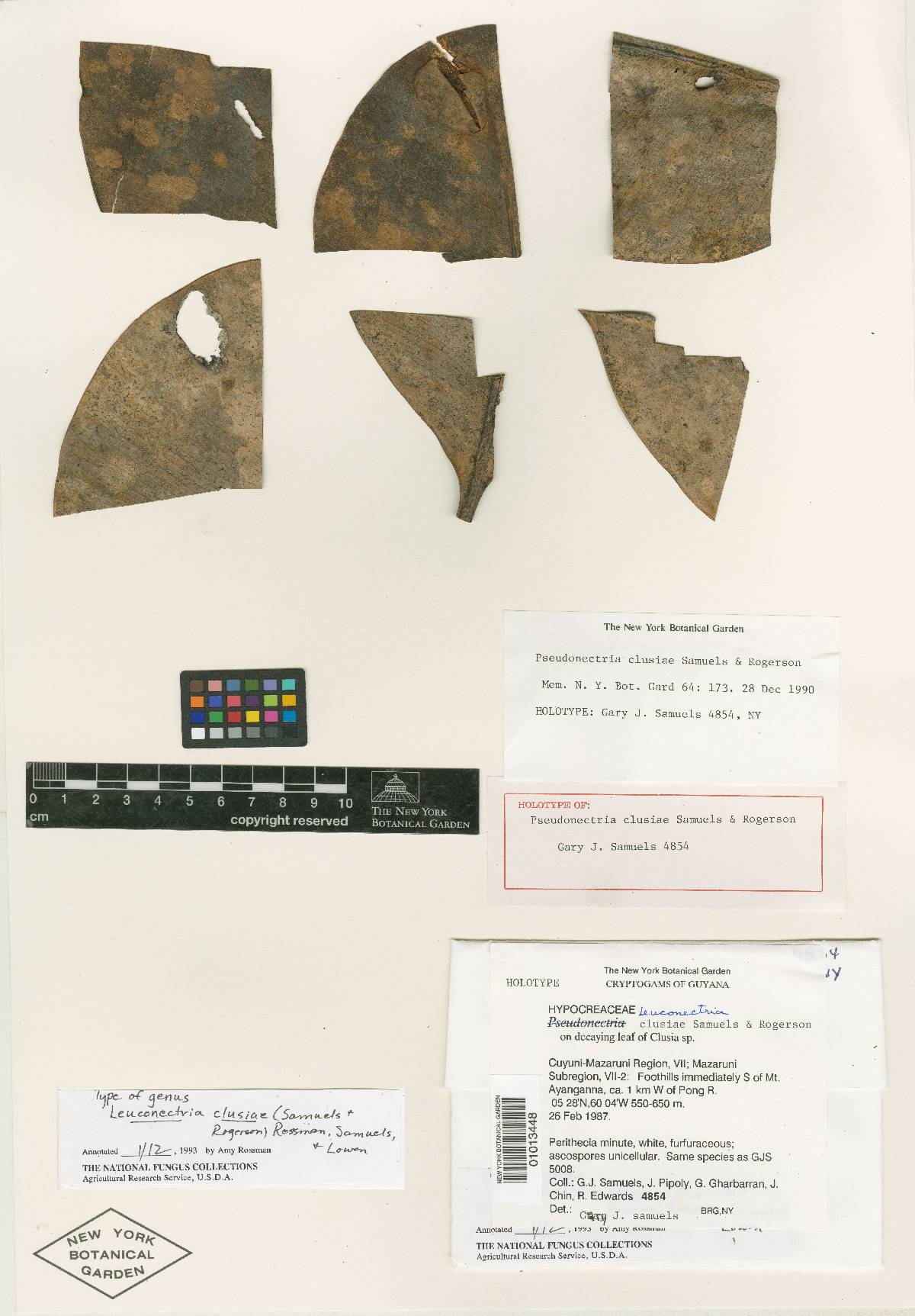 Leuconectria image