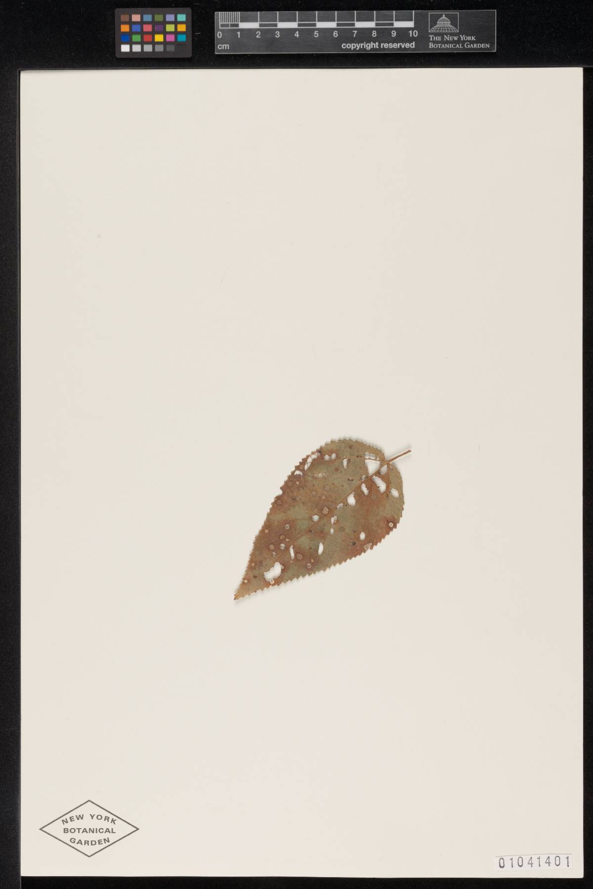 Meliola arecibensis image
