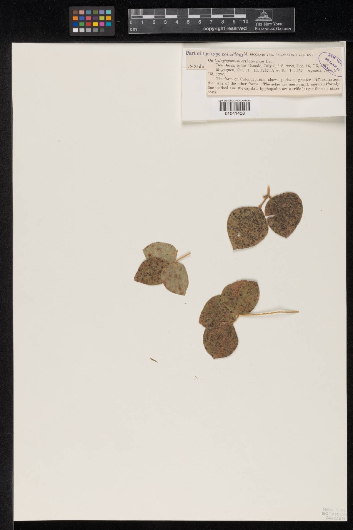 Meliola bicornis var. calopogonii image