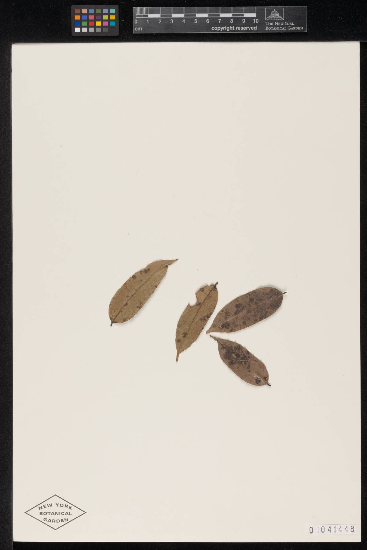 Meliola comocladiae image