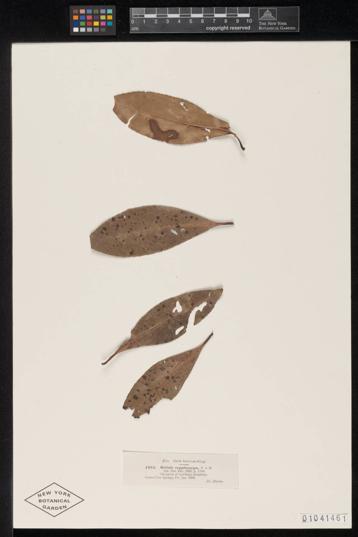 Meliola cryptocarpa image