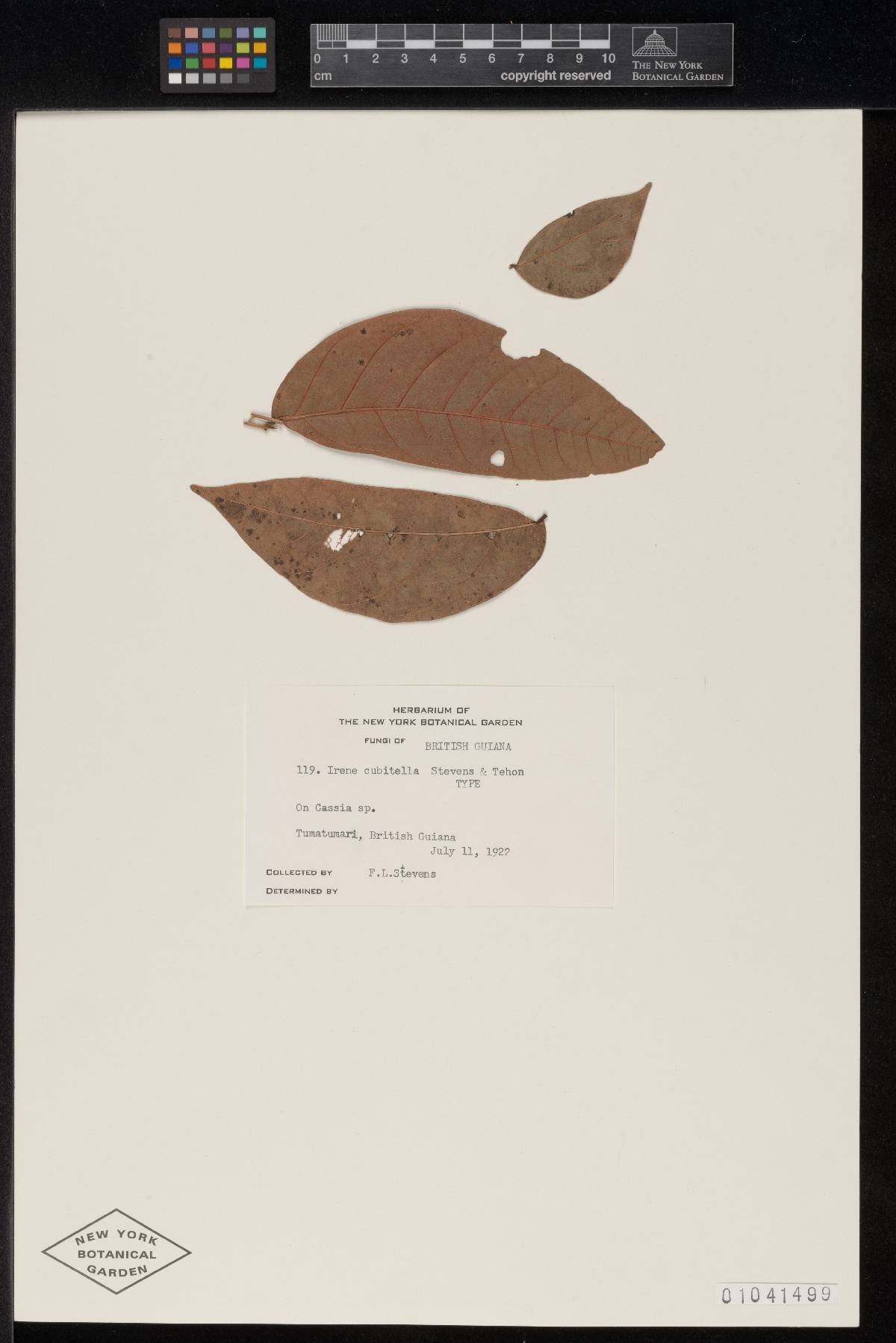 Irene cubitella image