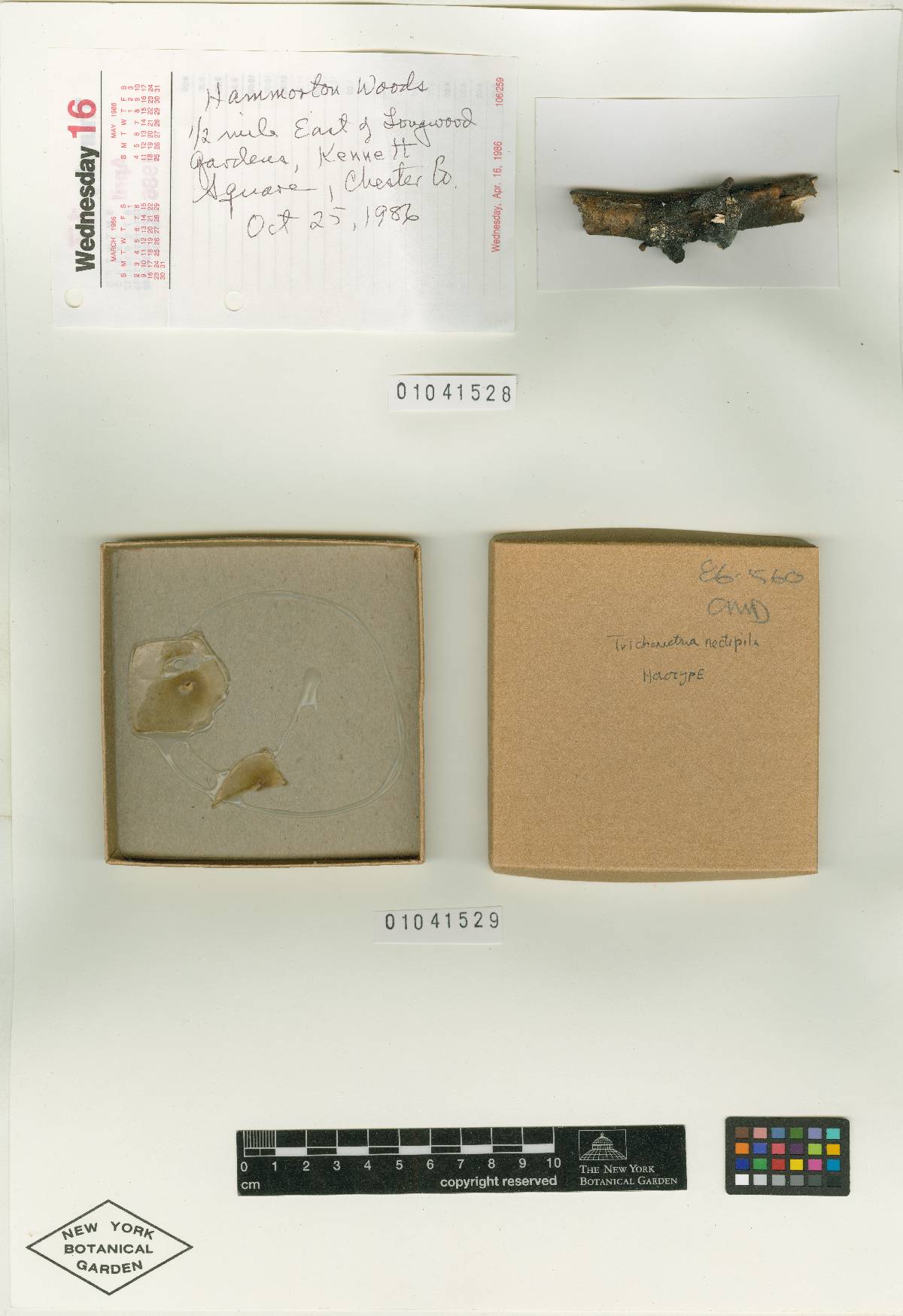 Trichonectria image