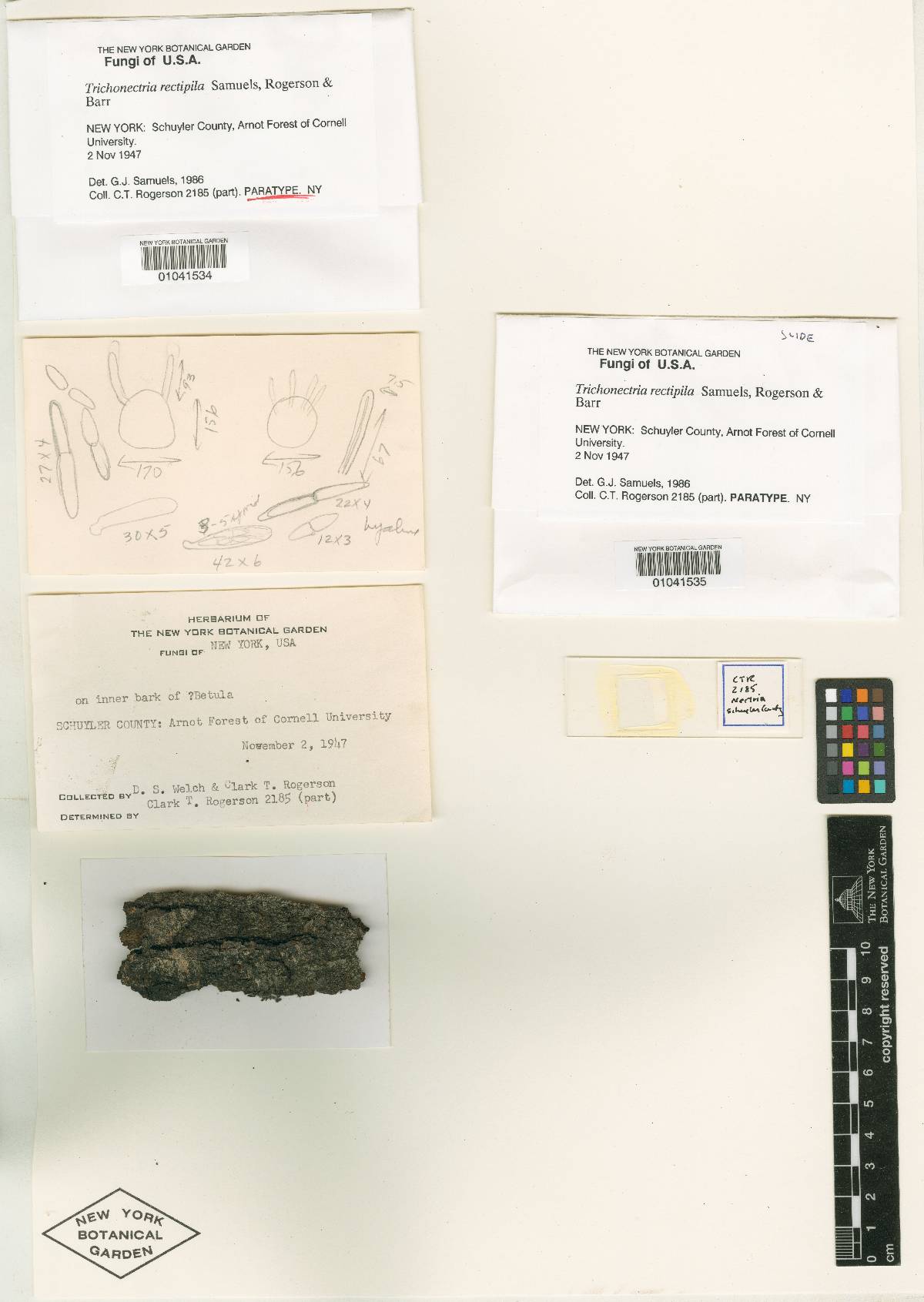 Trichonectria rectipila image