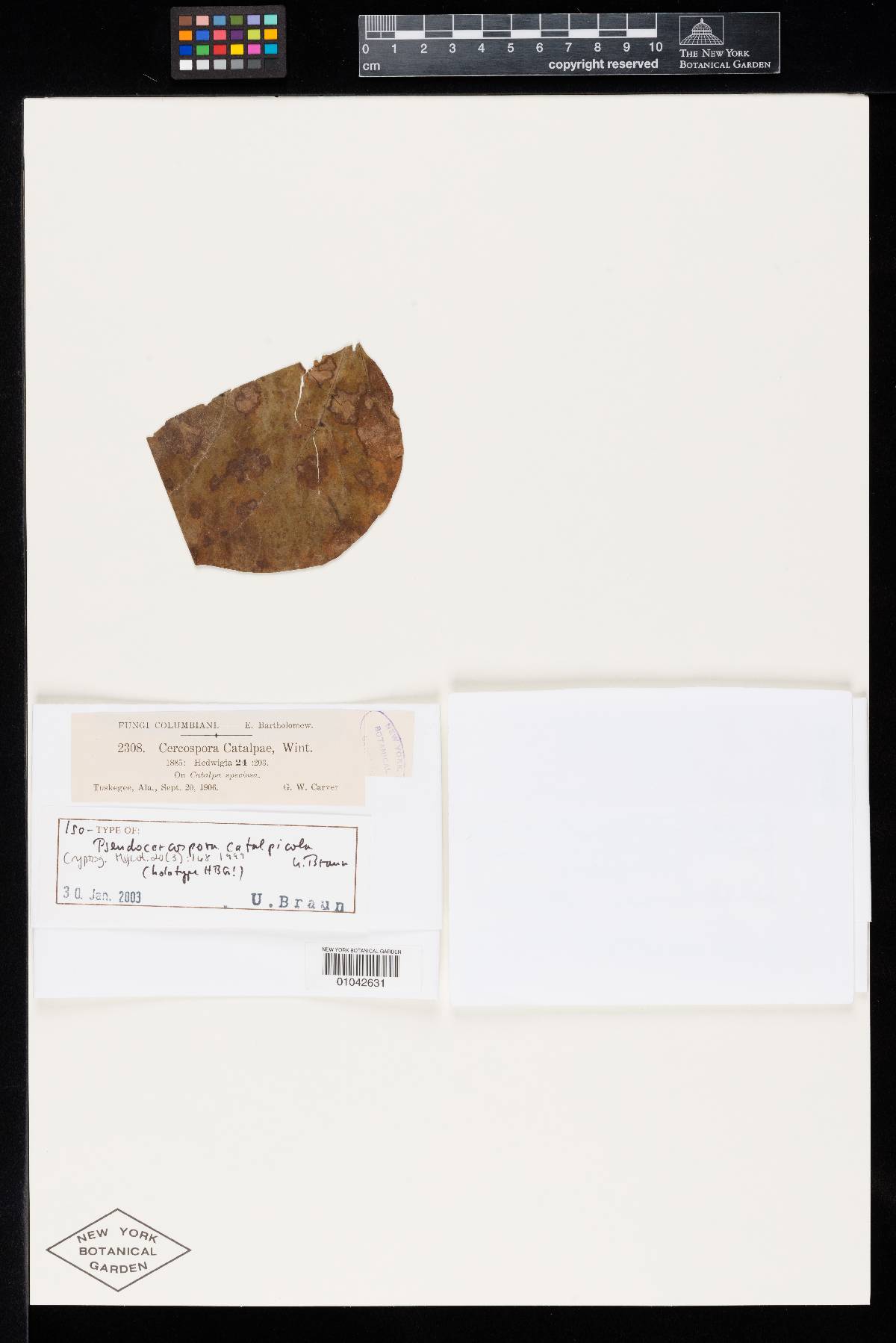 Pseudocercospora catalpicola image