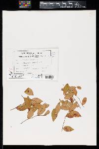 Pseudocercospora vaccinii-virgati image