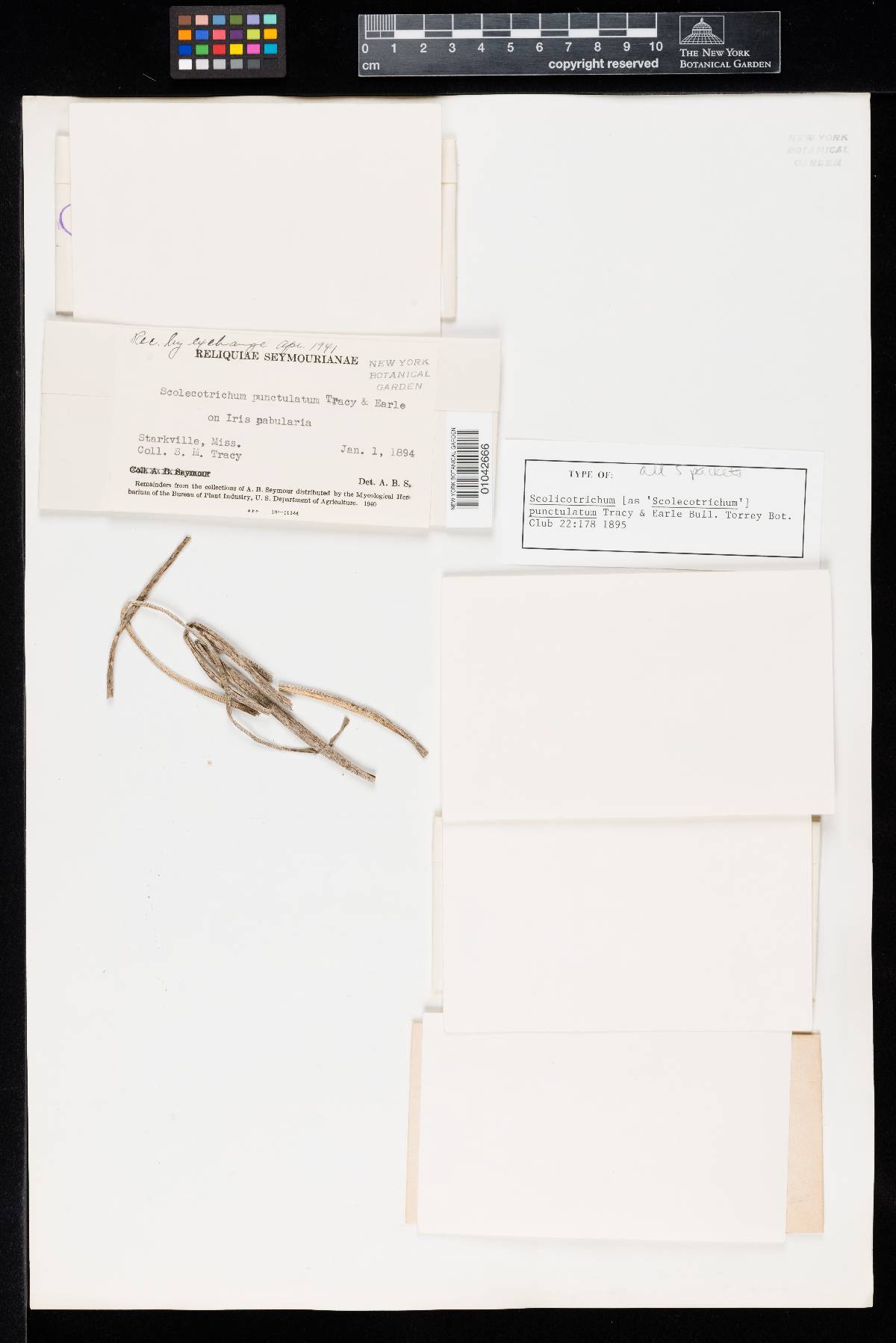 Scolicotrichum punctulatum image