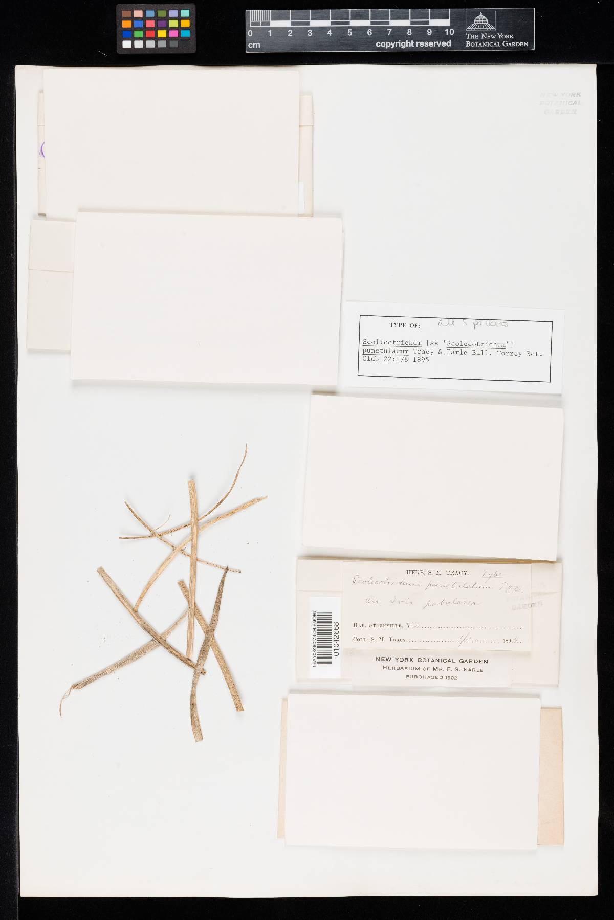 Scolicotrichum image