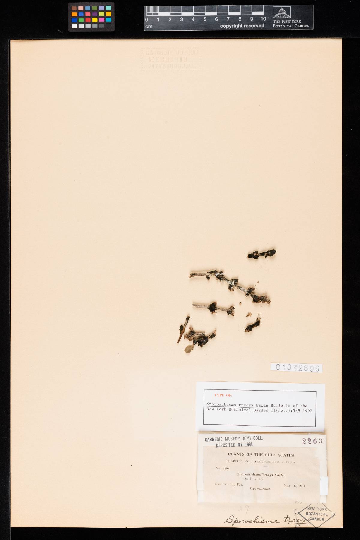 Sporoschisma tracyi image