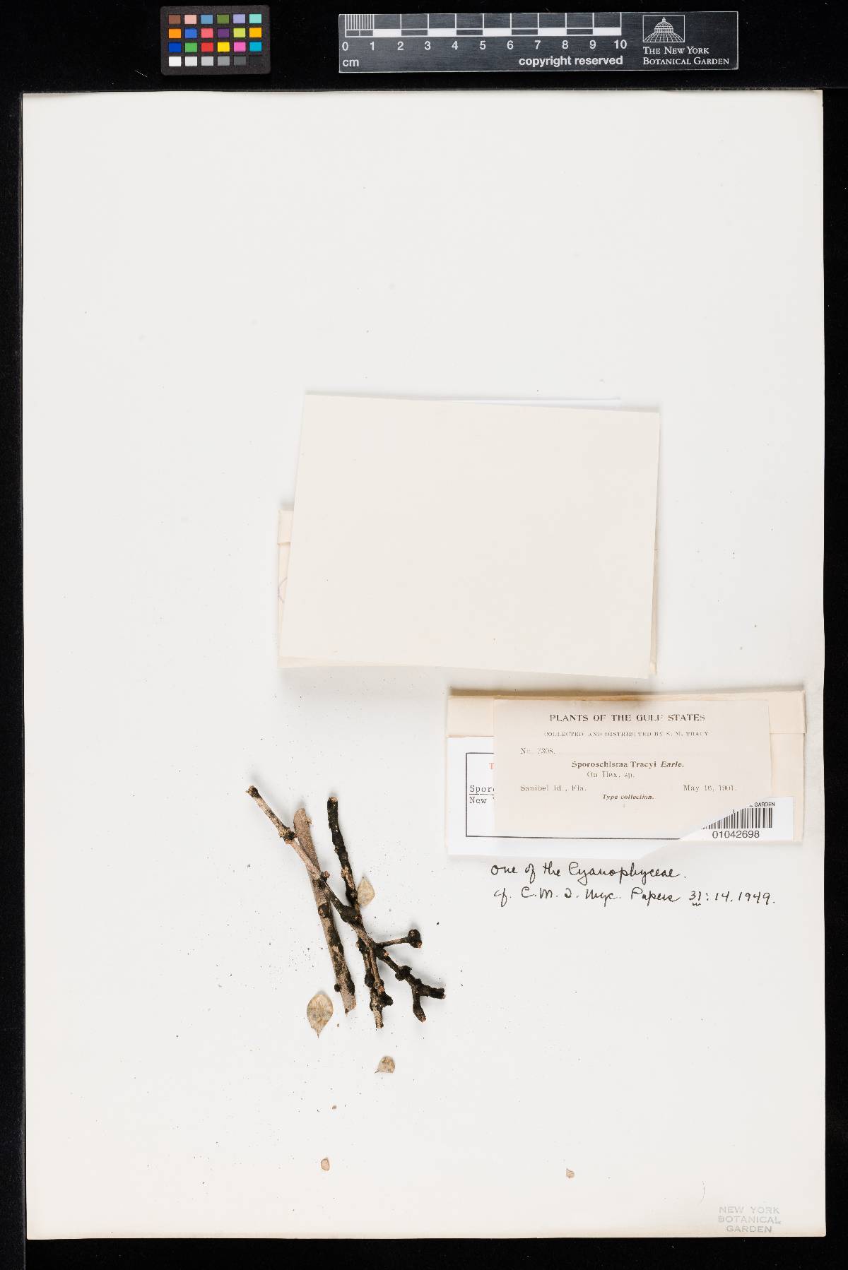 Chaetosphaeriaceae image