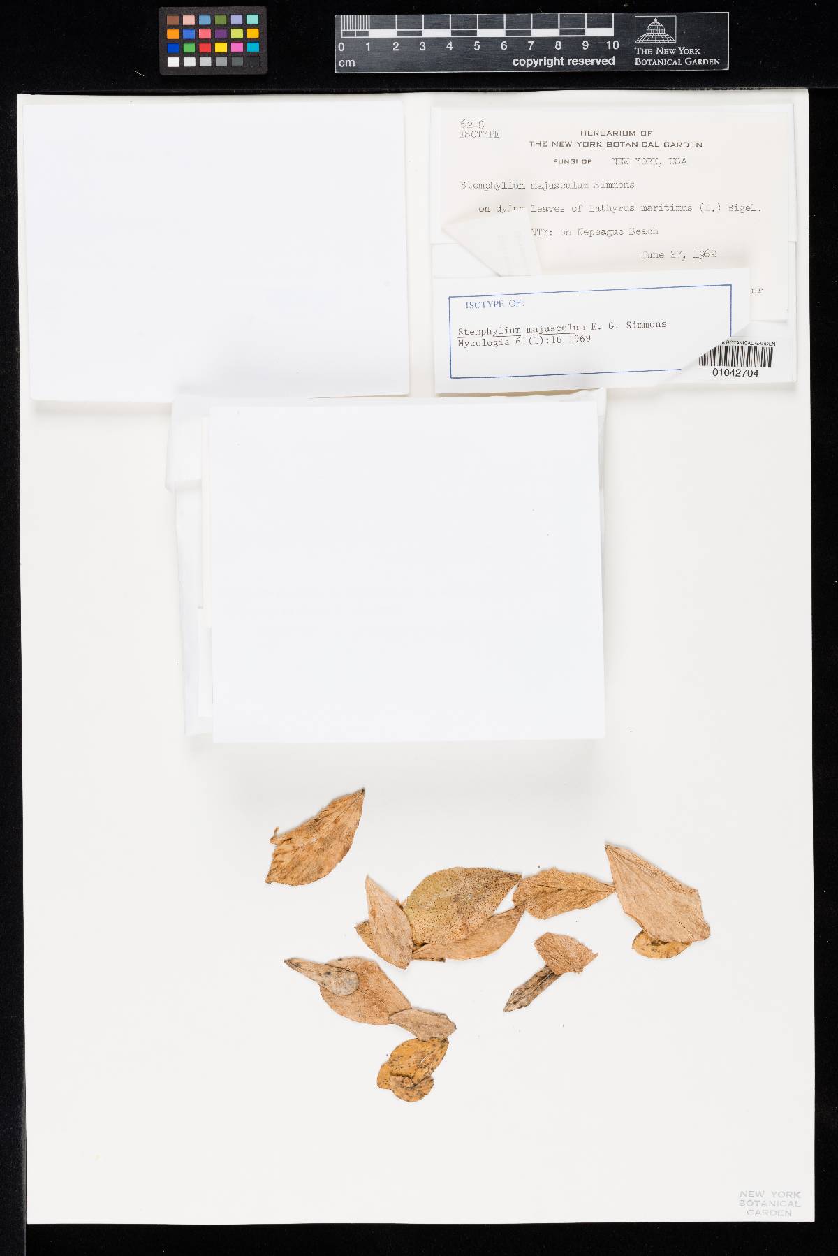 Stemphylium majusculum image