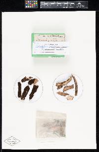 Streptothrix pereffusa image
