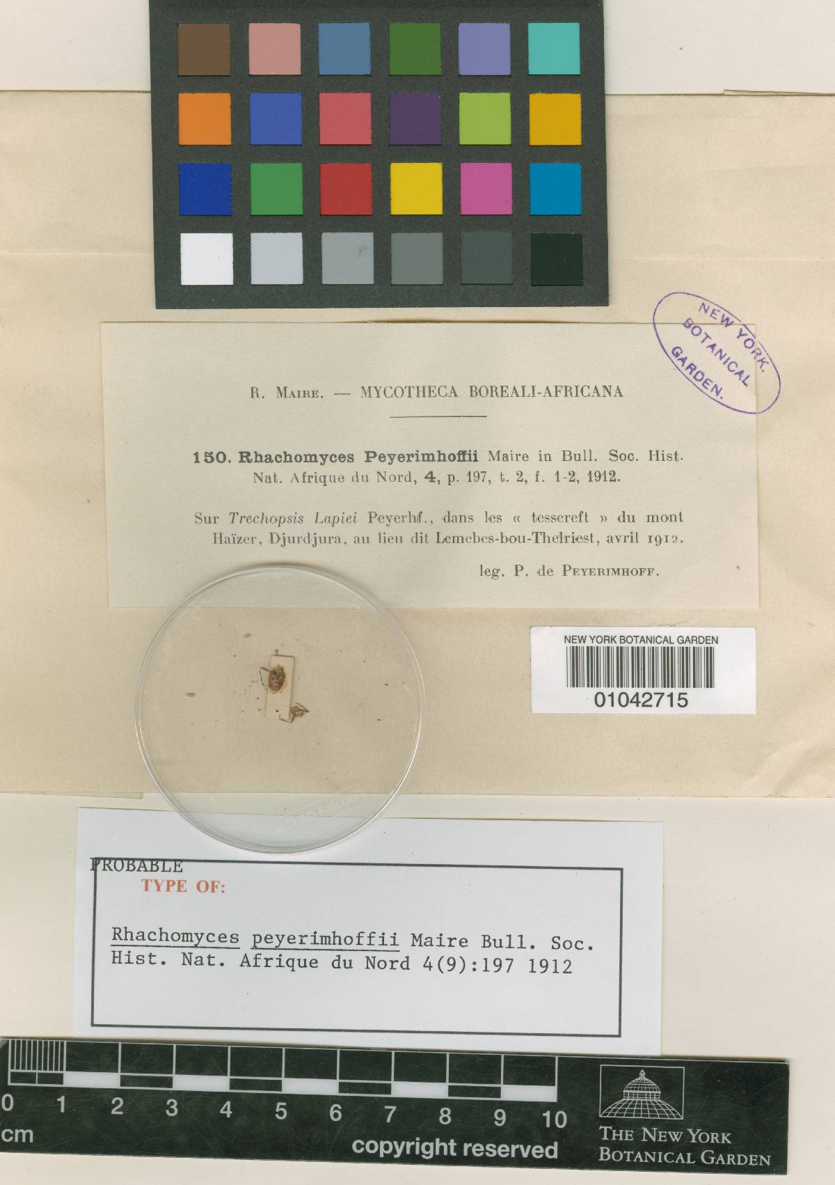 Rhachomyces image