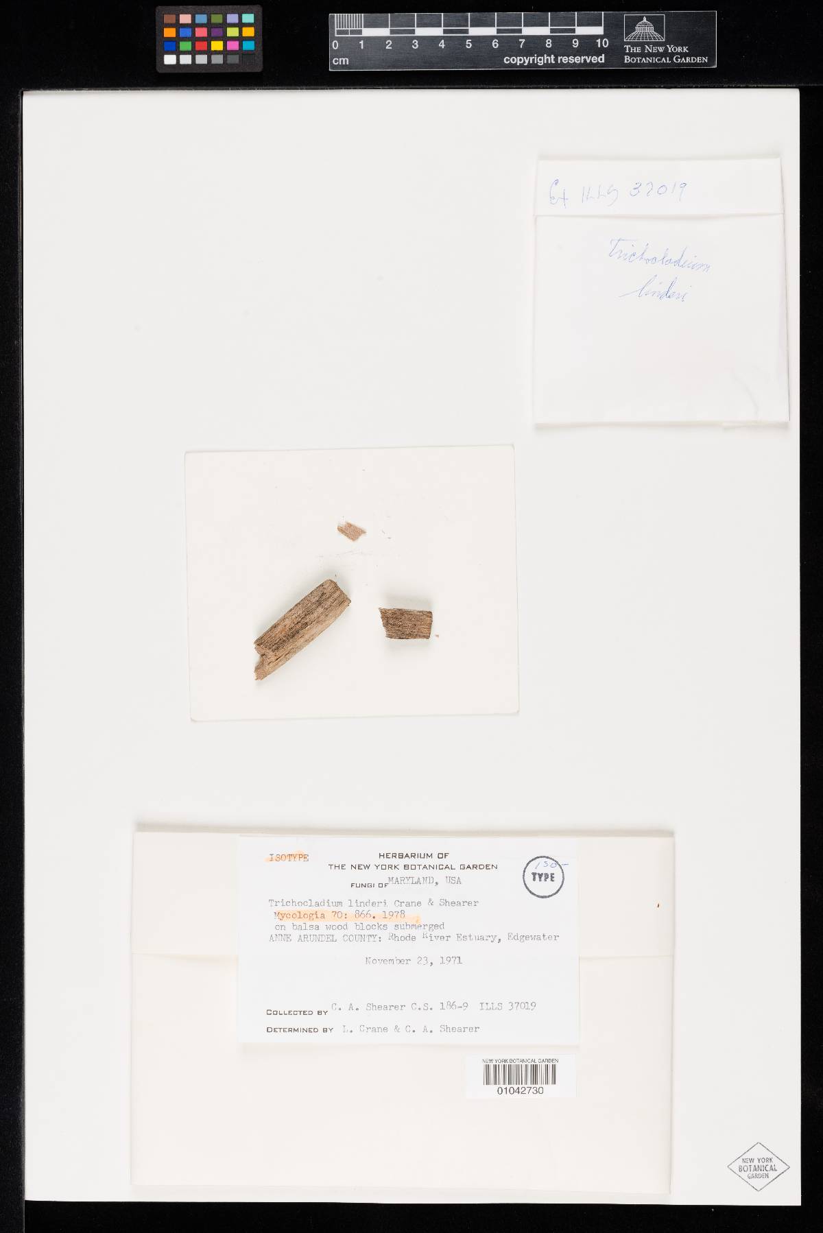 Bactrodesmium linderi image