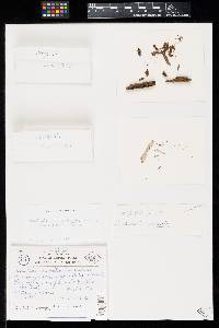 Trichocladium moenitum image