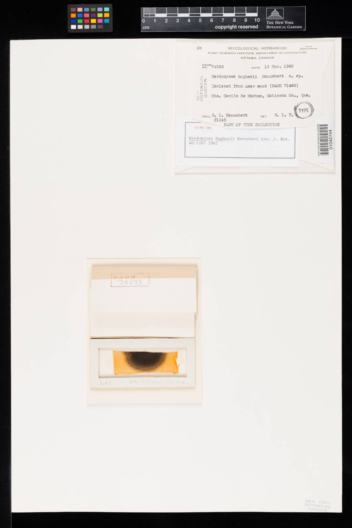 Wardomyces image
