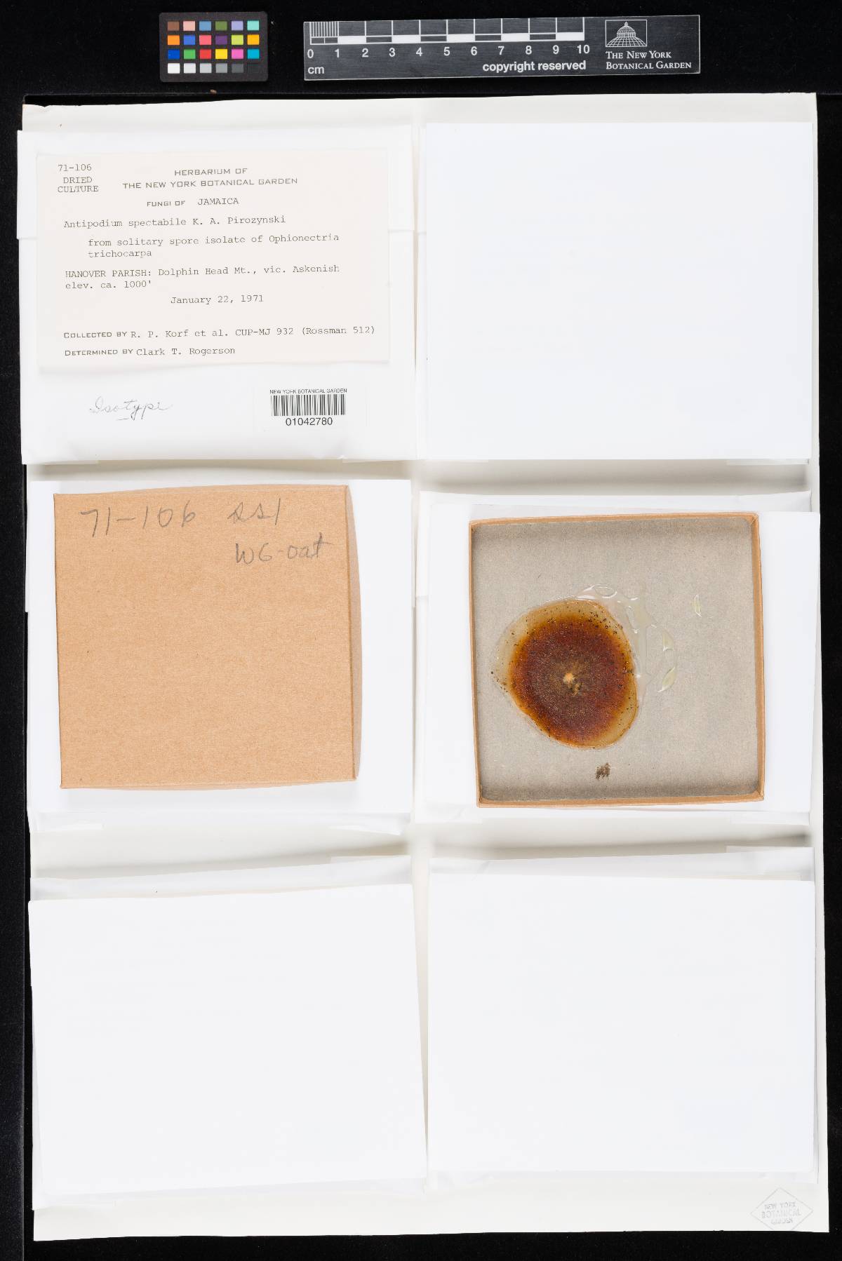 Ophionectria trichospora image