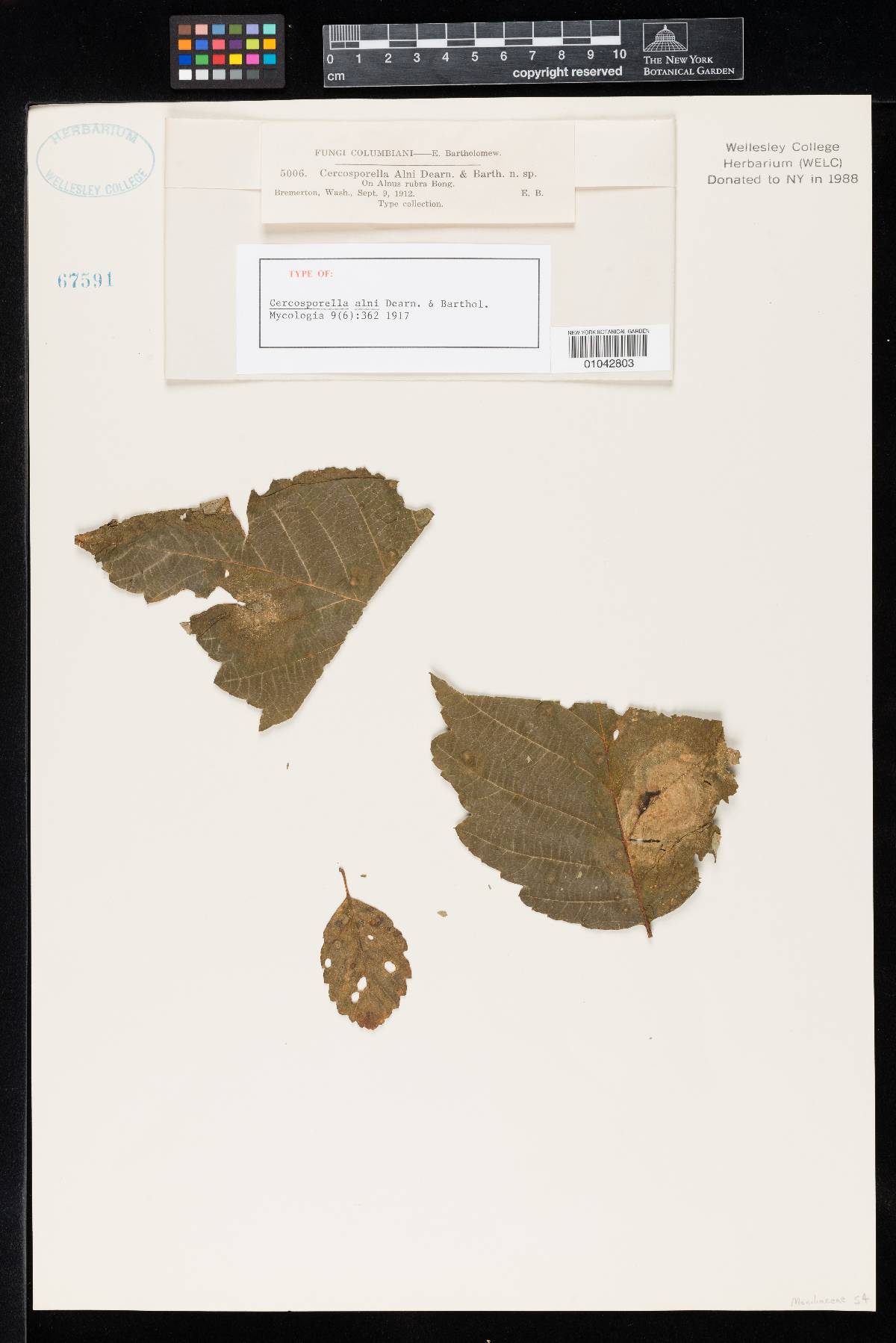 Mycopappus alni image