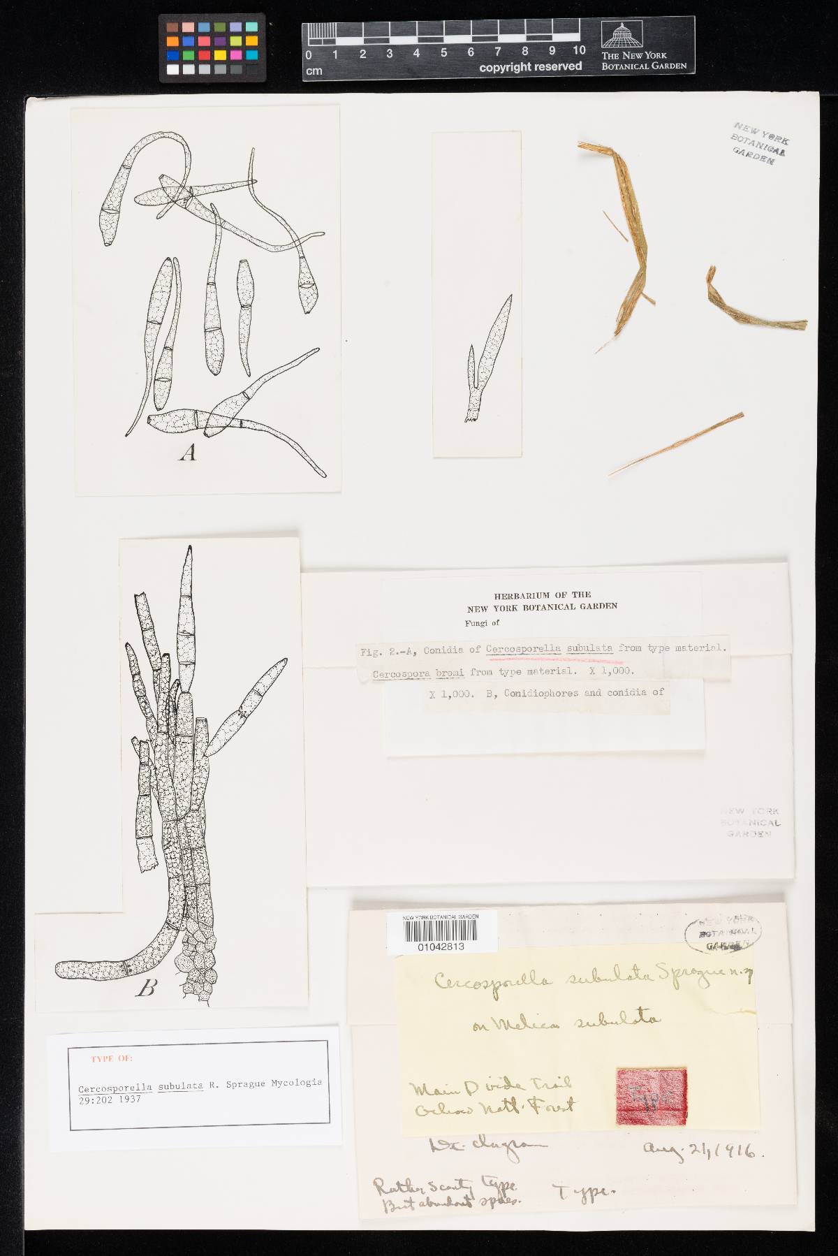 Spermospora subulata image