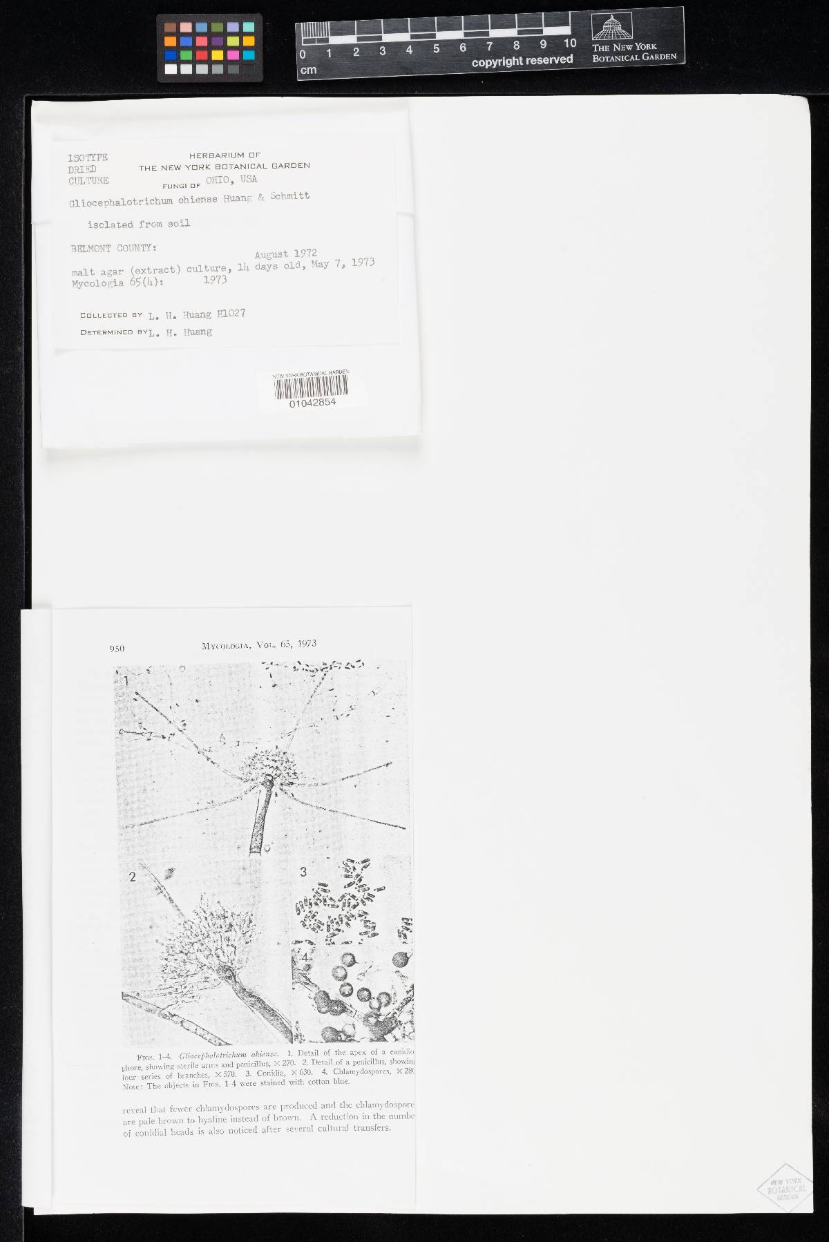 Gliocephalotrichum ohiense image