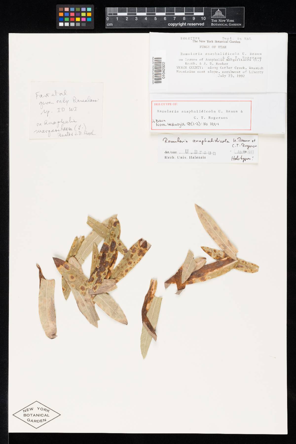 Ramularia anaphalidicola image