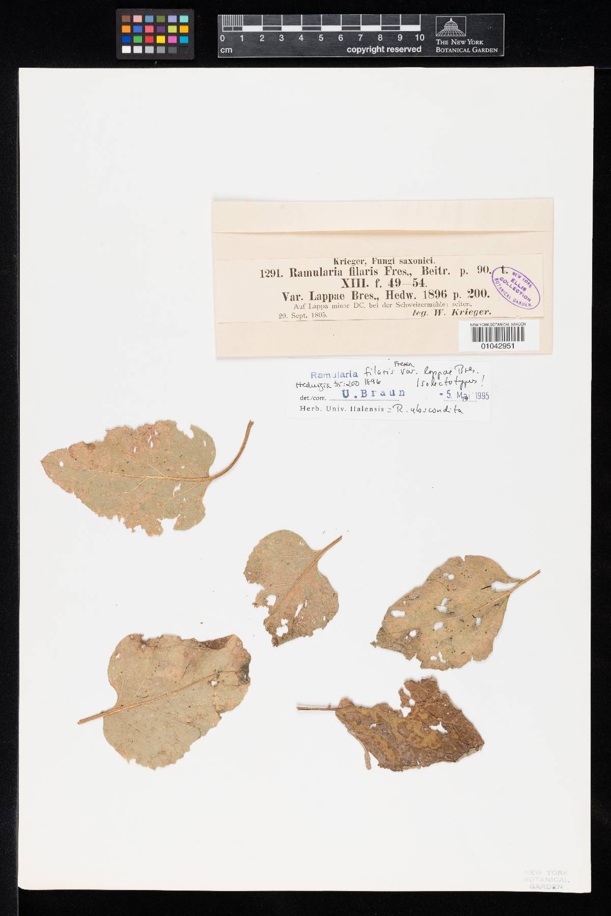 Ramularia filaris var. lappae image