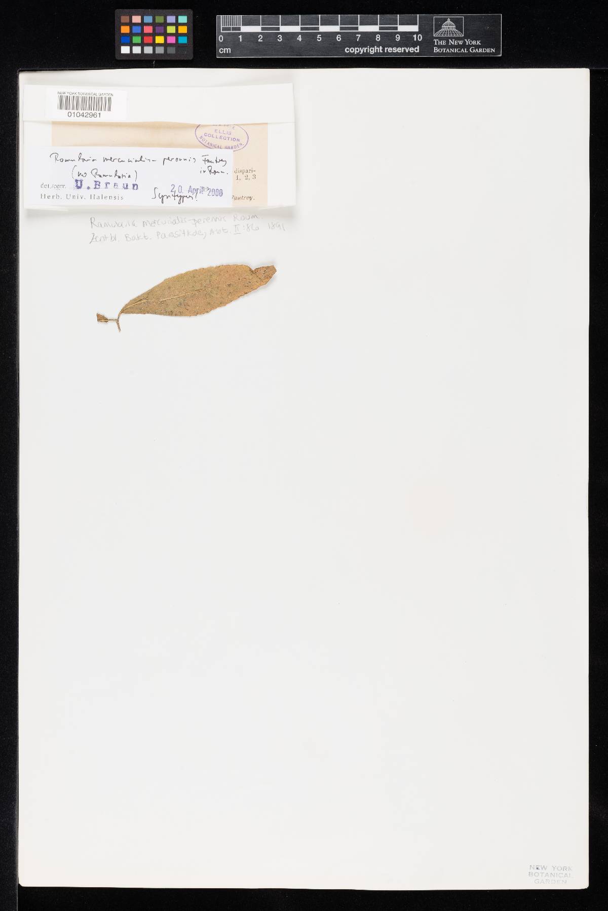 Ramularia mercurialis-perennis image