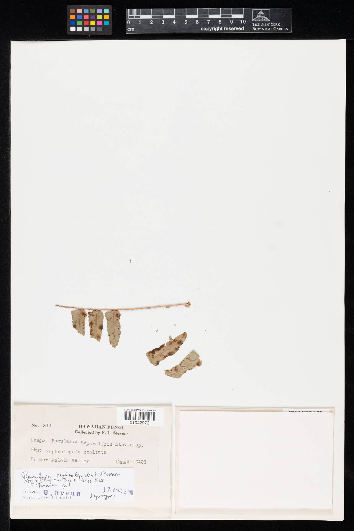 Ramularia nephrolepidis image