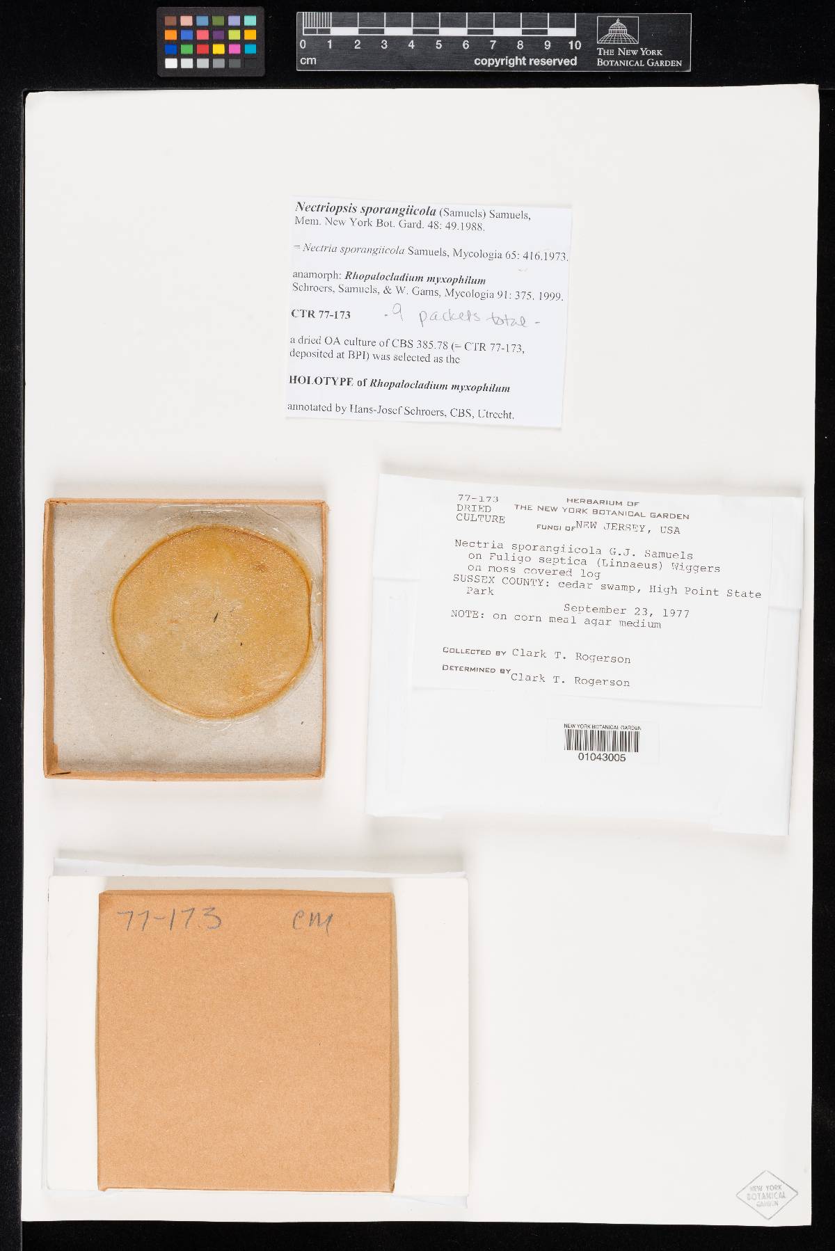 Rhopalocladium image
