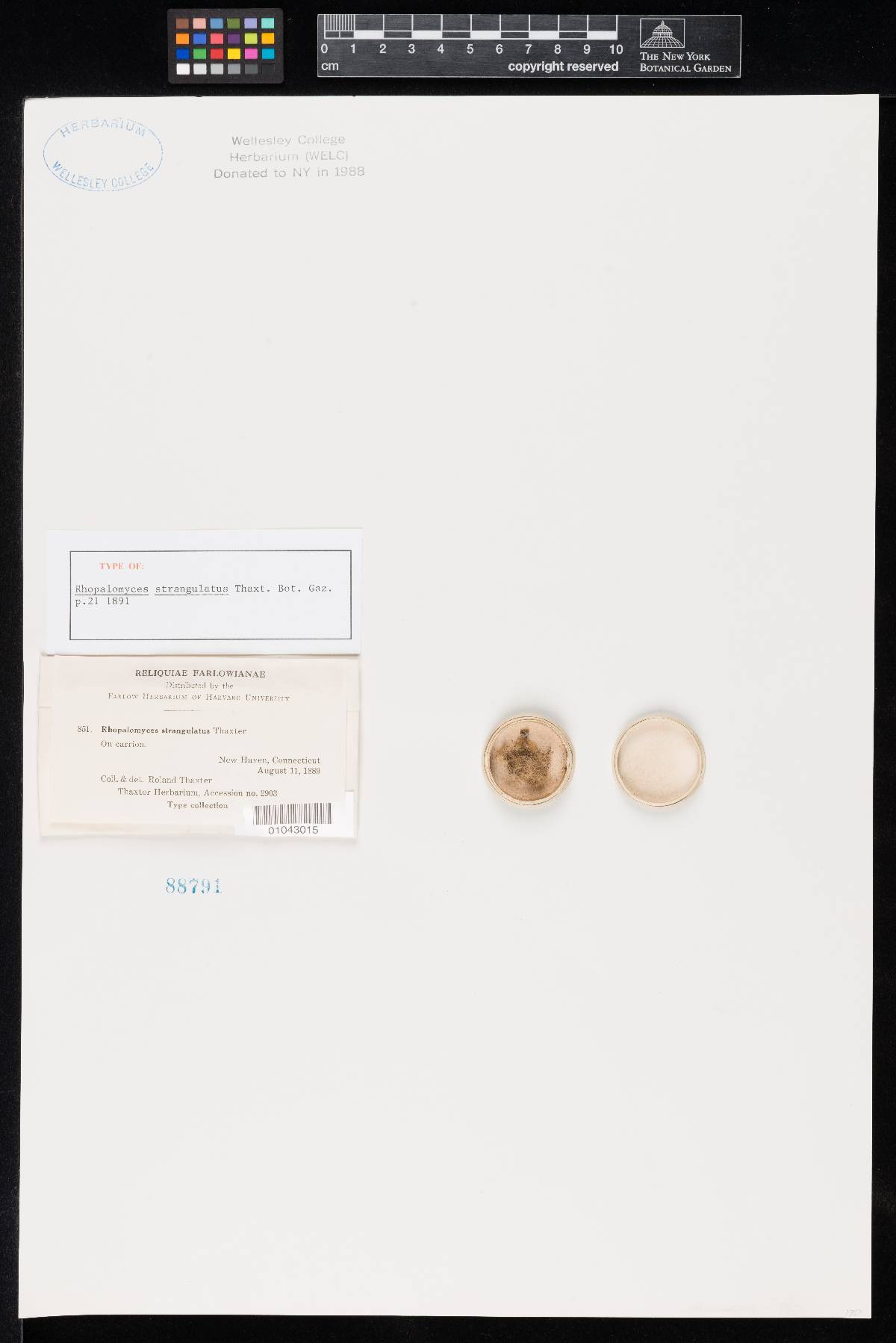 Rhopalomyces strangulatus image