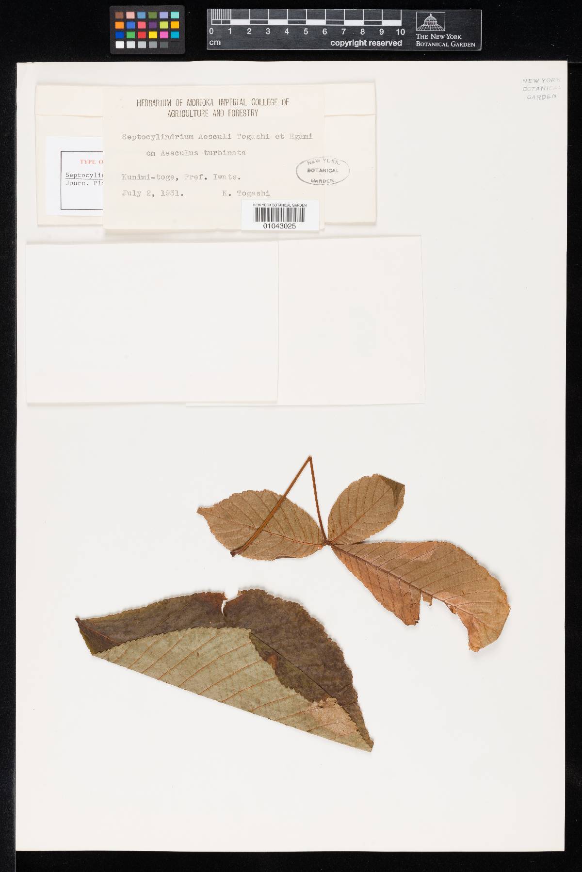 Septocylindrium aesculi image