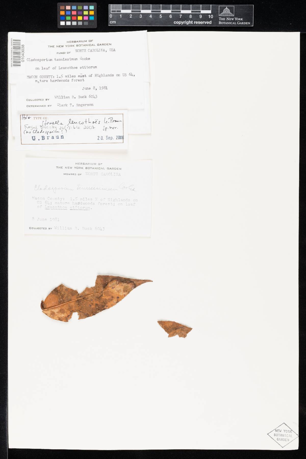 Stenella leucothoes image