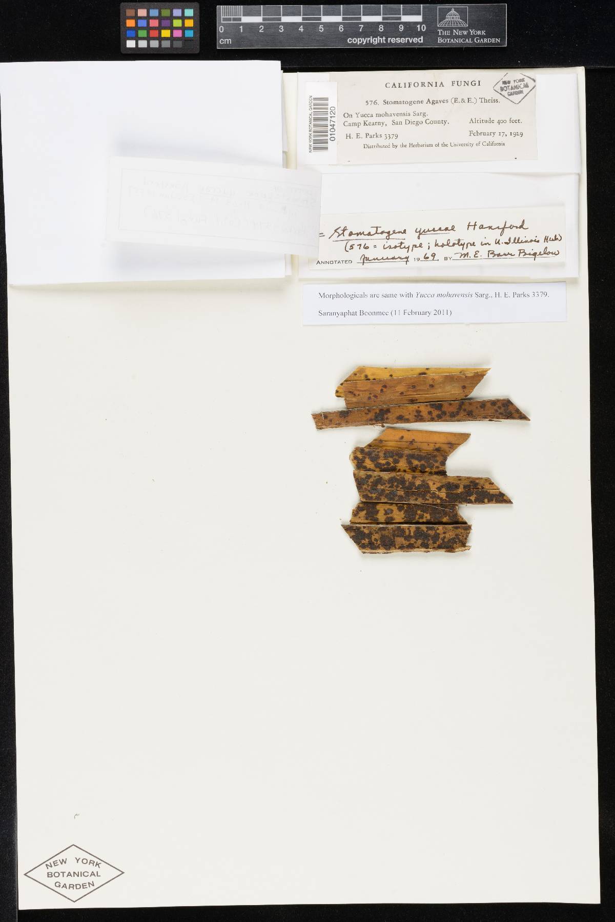 Stomatogene yuccae image