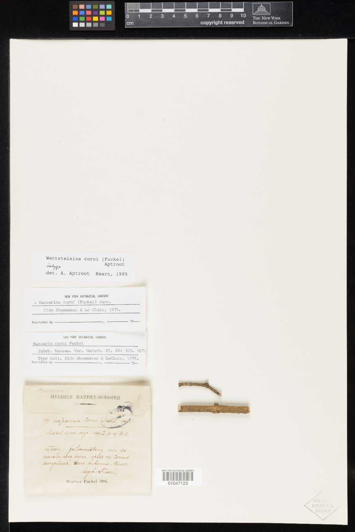 Wettsteinina corni image