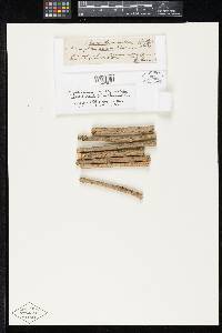 Amphisphaeria millepunctata image