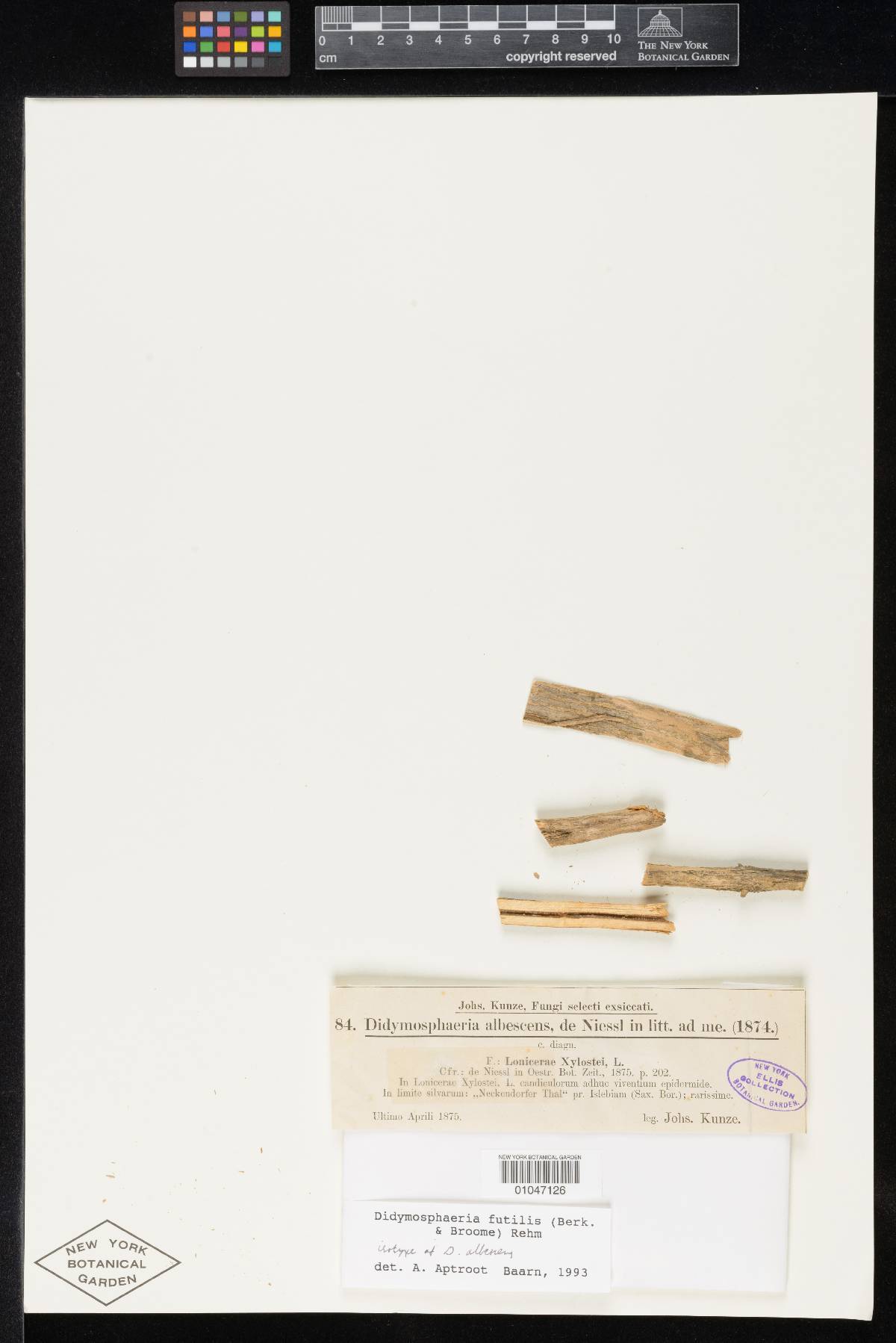 Didymosphaeria albescens image