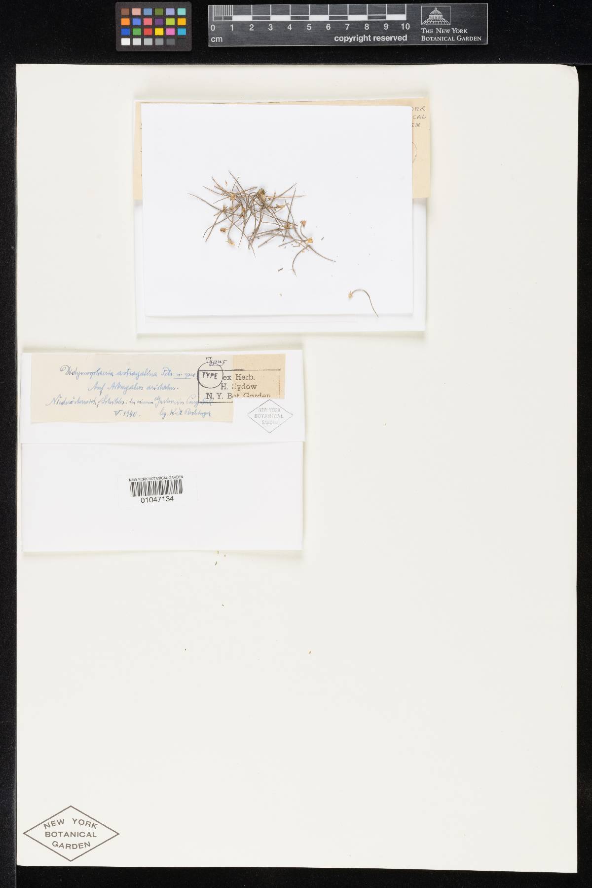 Didymosphaeria astragalina image